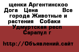 щенки Аргентинскоо Дога › Цена ­ 25 000 - Все города Животные и растения » Собаки   . Удмуртская респ.,Сарапул г.